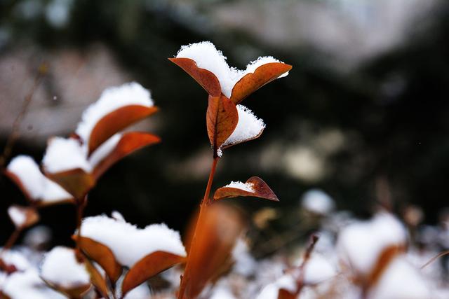 把这美丽的相遇定格在2019初春