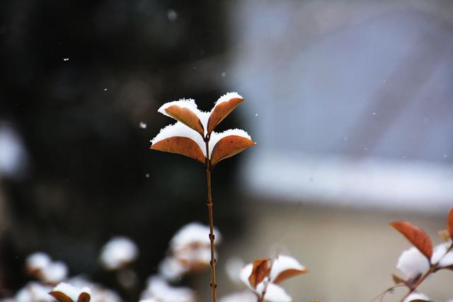 把这美丽的相遇定格在2019初春